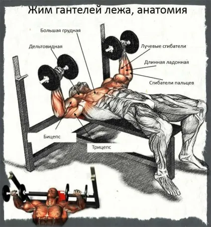 Жим гантелей лежачи на похилій (під кутом) і горизонтальній лаві техніка виконання, види і (кутом) Жим гантелей лежачи на похилій (під кутом) і горизонтальній лаві техніка виконання, види і