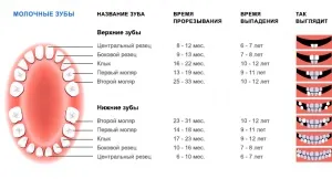 зуби моляри