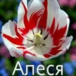 Алеся дівчина красива, порадуйте її прикольною листівкою, картинки з іменами (дівчина) Алеся дівчина красива, порадуйте її прикольною листівкою, картинки з іменами