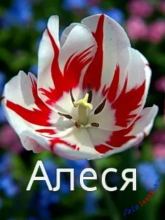 Алеся дівчина красива, порадуйте її прикольною листівкою, картинки з іменами (порадуйте) Алеся дівчина красива, порадуйте її прикольною листівкою, картинки з іменами