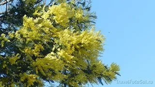 Акація срібляста догляд в домашніх умовах, фото (акація) Акація срібляста догляд в домашніх умовах, фото