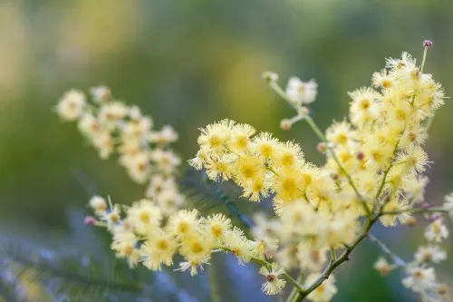 Акація срібляста догляд в домашніх умовах, фото (умовах) Акація срібляста догляд в домашніх умовах, фото