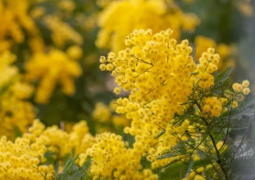 Акація срібляста догляд в домашніх умовах, фото (срібляста) Акація срібляста догляд в домашніх умовах, фото
