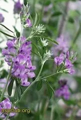Бади nsp Альфальфа (alfalfa (люцерна))