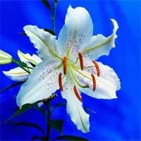 ароматний сад