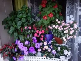 Ахименес догляд і вирощування (може знадобитися притінення) Ахименес догляд і вирощування