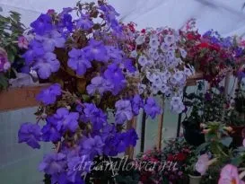 Ахименес догляд і вирощування (ахименес) Ахименес догляд і вирощування
