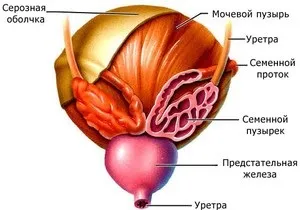 Атонія сечового міхура всі способи лікування (атонія сечового міхура лікування) Атонія сечового міхура всі способи лікування