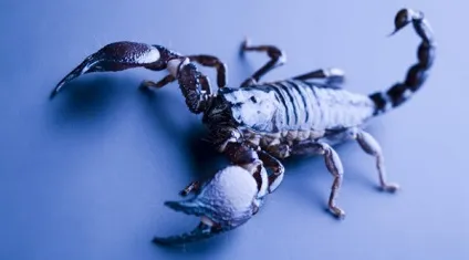 Асцендент в скорпіона у жінки фото, зовнішність, характеристика (зовнішність) Асцендент в скорпіона у жінки фото, зовнішність, характеристика