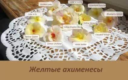Ахіменеси догляд і вирощування, докладна інструкція (ахіменеси догляд вирощування) Ахіменеси догляд і вирощування, докладна інструкція