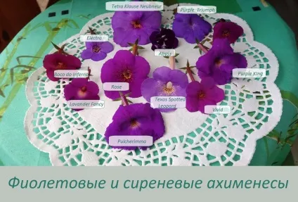 Ахіменеси догляд і вирощування, докладна інструкція (вирощування) Ахіменеси догляд і вирощування, докладна інструкція
