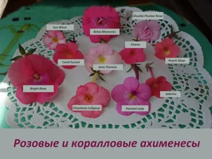 Ахіменеси догляд і вирощування, докладна інструкція (вирощування) Ахіменеси догляд і вирощування, докладна інструкція