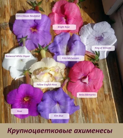 Ахіменеси догляд і вирощування, докладна інструкція (догляд) Ахіменеси догляд і вирощування, докладна інструкція