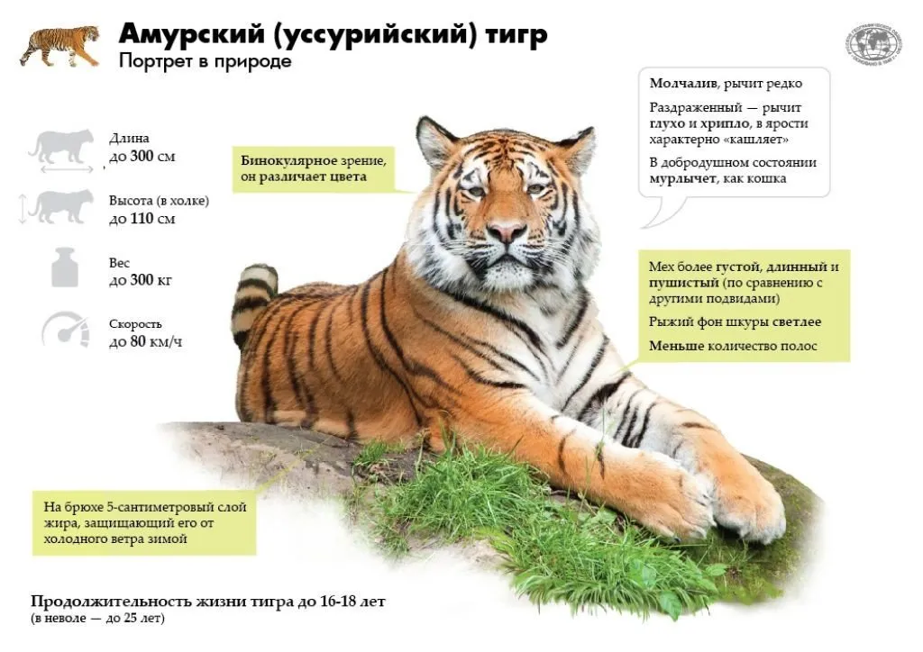 амурський тигр
