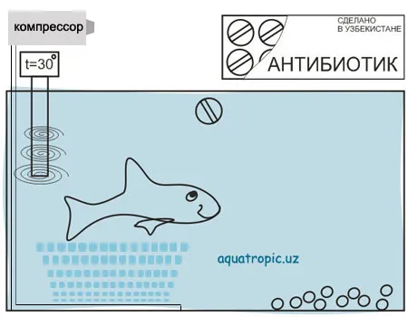 Аптечний варіант лікування іхтіофтіріоза у акваріумних риб (іхтіофтіріоза) Аптечний варіант лікування іхтіофтіріоза у акваріумних риб