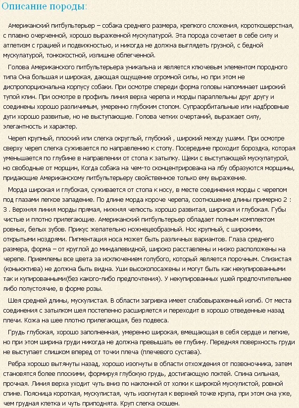 Американський пітбультер'єр або пітбуль порода собак з вольовим характером, фото і відео