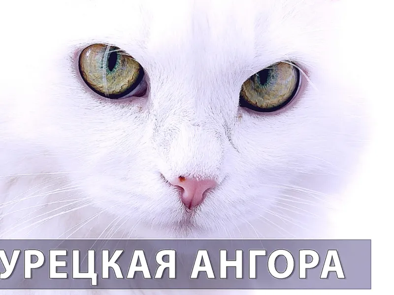 Ангорська порода особливості змісту, характер і опис турецької ангори, скільки живуть (турецької) Ангорська порода особливості змісту, характер і опис турецької ангори, скільки живуть