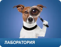 Безкоштовна ветеринарна клініка в Москві! (Безкоштовний прийом безкоштовний прийом) Безкоштовна ветеринарна клініка в Москві!