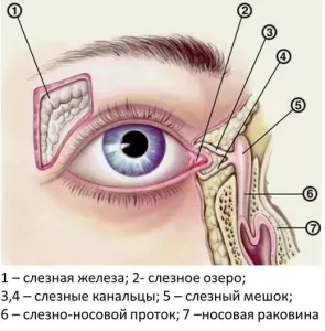 Болить біля ока причини, захворювання, лікування, наслідки (болить) Болить біля ока причини, захворювання, лікування, наслідки