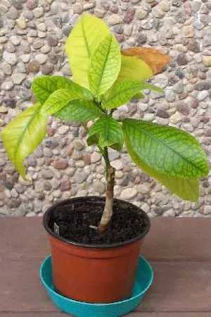 Хвороби лимона та інших цитрусових рослин (зачистити змастити мідним купоросом) Хвороби лимона та інших цитрусових рослин
