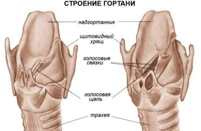 Біль при ковтанні в гортані які можуть бути захворювання і їх симптоми (біль) Біль при ковтанні в гортані які можуть бути захворювання і їх симптоми