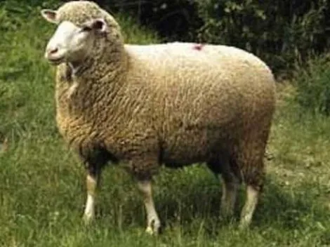 Баранячий жир (курдючний жир) (можна) Баранячий жир (курдючний жир)