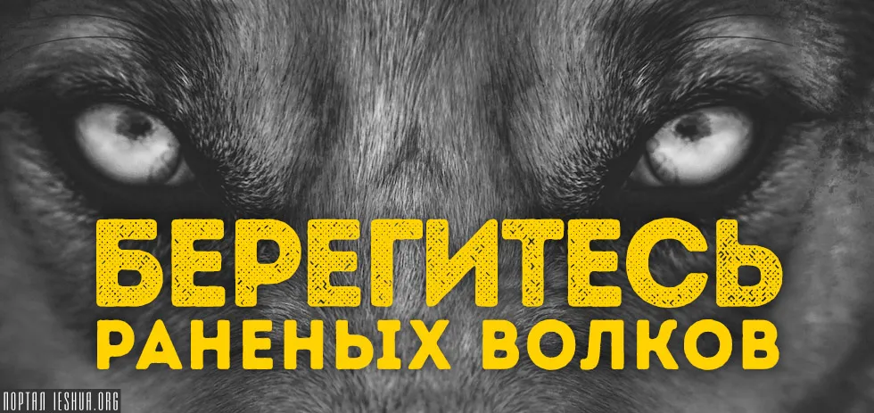 Бережіться поранених вовків (Рим Поранений Вовк каже) Бережіться поранених вовків