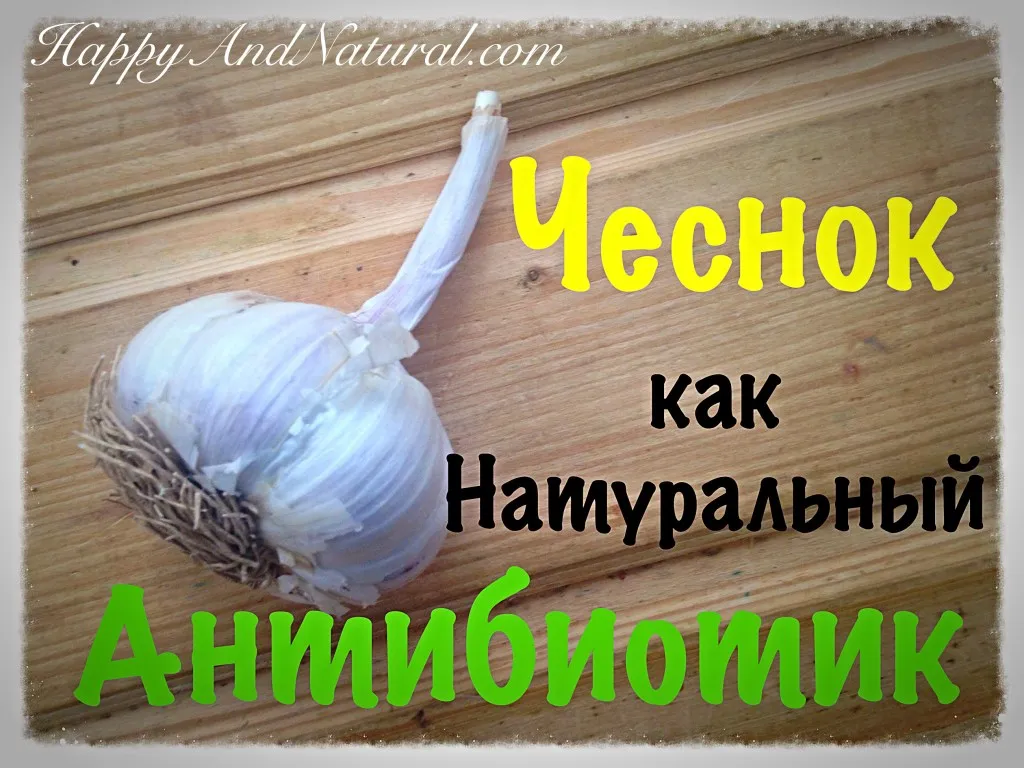 Часник як натуральний антибіотик - happy - natural (противірусну і протигрибковою медичних препаратів.) Часник як натуральний антибіотик - happy - natural