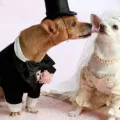 Чихуахуа свербить, decordog