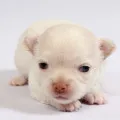 Чихуахуа свербить, decordog