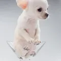 Чихуахуа свербить, decordog