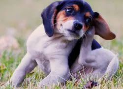 Коростяний кліщ у собак