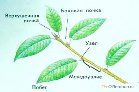 Чим відрізняється втечу від кореня (вегетативний орган рослини) Чим відрізняється втечу від кореня
