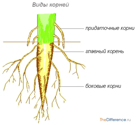Чим відрізняється втечу від кореня (необмеженого росту довжину) Чим відрізняється втечу від кореня
