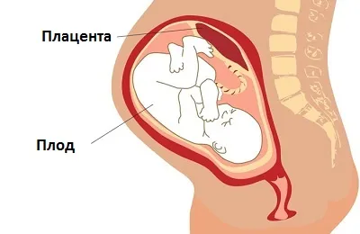 Що таке інфаркт серця і його особливості (інфаркт) Що таке інфаркт серця і його особливості