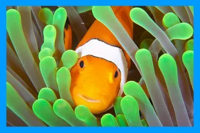 Clownfish (риба-клоун) програма-перекладач для skype, xxi століття