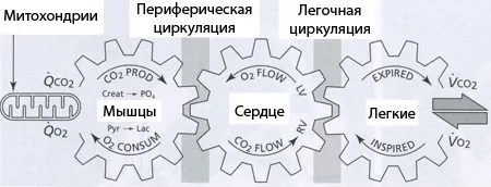 Що таке - лактатний поріг (концентрації лактату крові) Що таке - лактатний поріг
