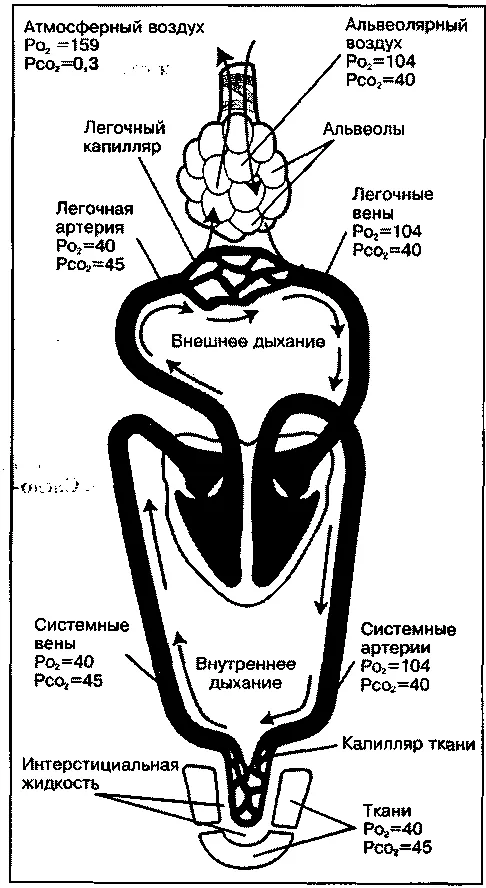 Що таке - лактатний поріг (Зсув кривої лактату) Що таке - лактатний поріг