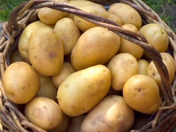 Що після чого можна садити на грядках (можна) Що після чого можна садити на грядках