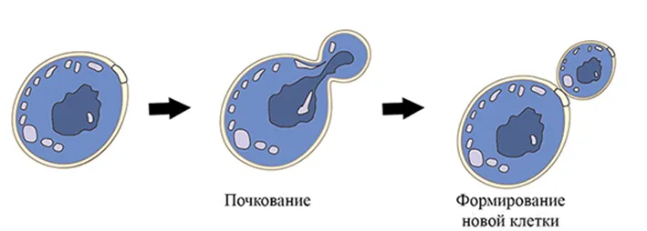 Що таке дріжджі angel yeast co, ltd (angel) Що таке дріжджі angel yeast co, ltd