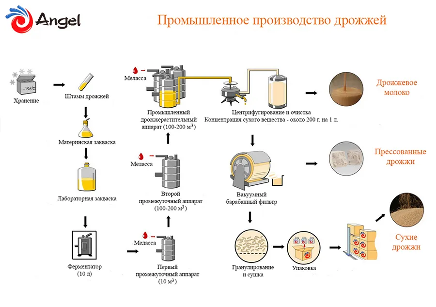 Що таке дріжджі angel yeast co, ltd (yeast) Що таке дріжджі angel yeast co, ltd