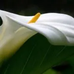 Квітка кала як виглядає, батьківщина рослини, догляд в домашніх умовах (кала) Квітка кала як виглядає, батьківщина рослини, догляд в домашніх умовах