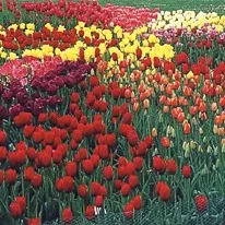 Квіти тюльпани - фото і догляд, улюблені квіти (10-15 сантиметрів один) Квіти тюльпани - фото і догляд, улюблені квіти