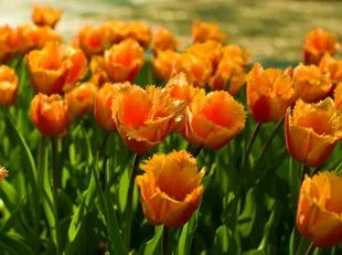 Квіти тюльпани - фото і догляд, улюблені квіти (квіти) Квіти тюльпани - фото і догляд, улюблені квіти