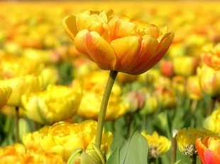 Квіти тюльпани - фото і догляд, улюблені квіти (10-15 сантиметрів один) Квіти тюльпани - фото і догляд, улюблені квіти