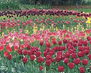 Квіти тюльпани - фото і догляд, улюблені квіти (6-15 стосується відстані) Квіти тюльпани - фото і догляд, улюблені квіти