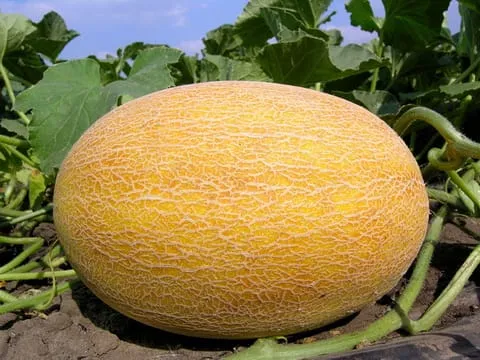 Диня шкоду і користь