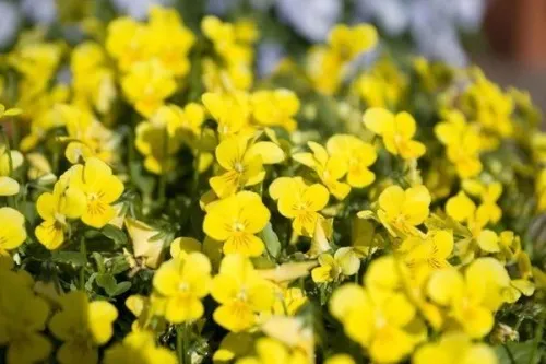 Фіалка рогата вирощування з насіння (насіння) Фіалка рогата вирощування з насіння