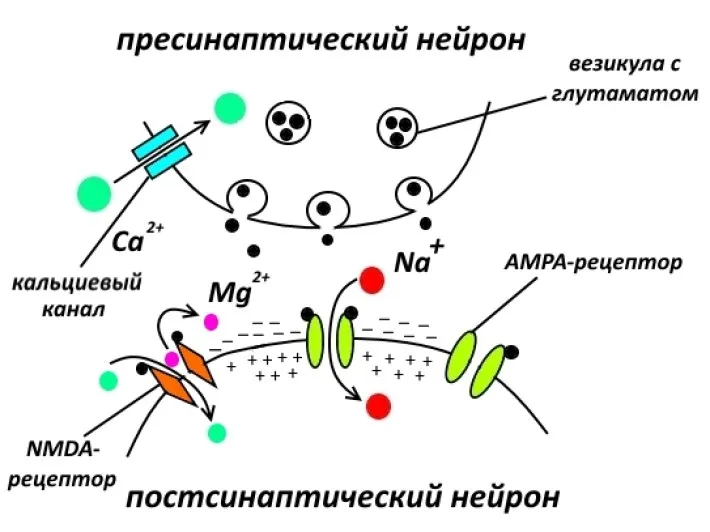 Фармакологічна модуляція пам'яті (пам'яті) Фармакологічна модуляція пам'яті