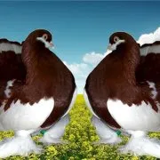Гнізда для голубів своїми руками виготовлення і фото (голубів) Гнізда для голубів своїми руками виготовлення і фото